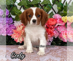 Image preview for Ad Listing. Nickname: Cody