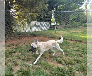 Beagle-Great Pyrenees Mix Dogs for adoption in Thomasville, NC, USA