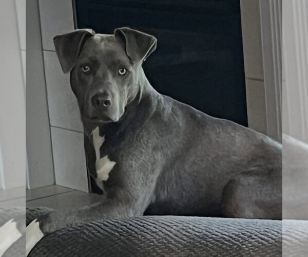 Medium Photo #1 American Pit Bull Terrier-Unknown Mix Puppy For Sale in Germantown, OH, USA