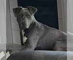 Small American Pit Bull Terrier Mix