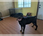 Small #1 Rottweiler