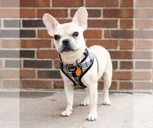 Brussels - Male French Bulldog Dog for Adoption - Photo #3