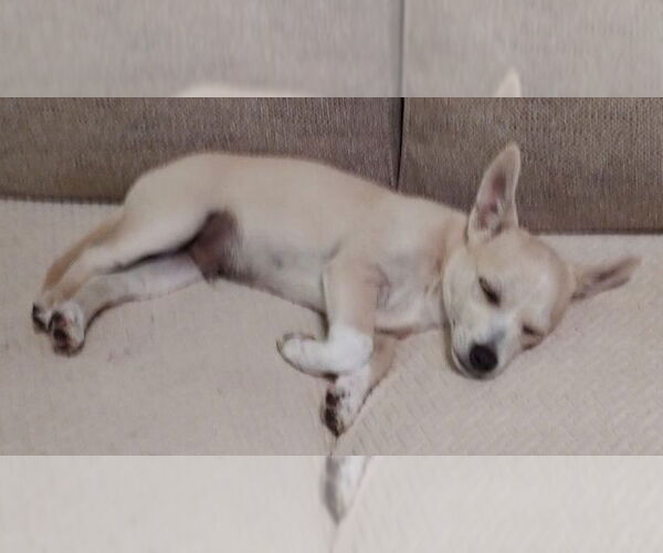Medium Photo #4 Chihuahua-Unknown Mix Puppy For Sale in Lebanon, PA, USA