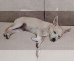 Small #3 Chihuahua Mix