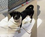 Small #1 Canadian Eskimo Dog Mix