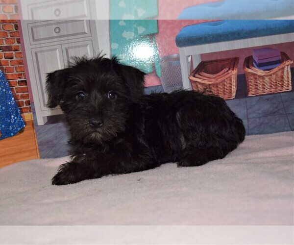 Medium Photo #1 Schnauzer (Miniature) Puppy For Sale in BARNESVILLE, KS, USA