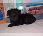 Small Photo #1 Schnauzer (Miniature) Puppy For Sale in BARNESVILLE, KS, USA