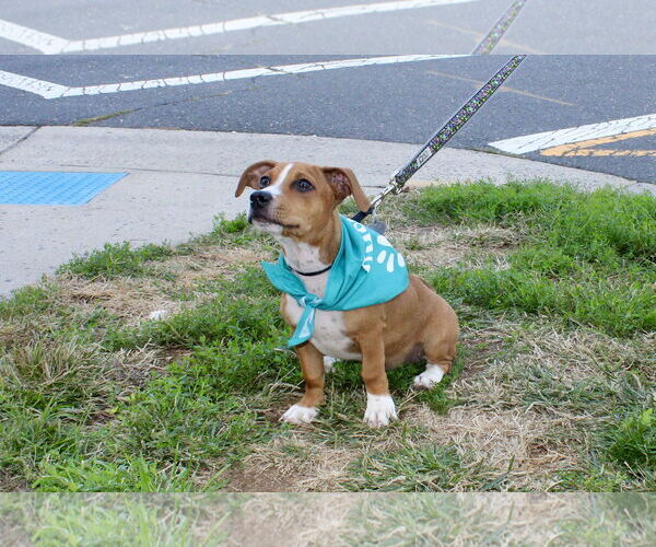 Medium Photo #2 Black Mouth Cur-Unknown Mix Puppy For Sale in Oakhurst, NJ, USA