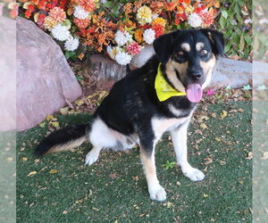DOUG - Male German Shepherd Dog-Unknown Mix Dog for Adoption - Photo #2