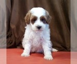 Small #3 Goldendoodle (Miniature)