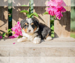 Puppy Autumn Miniature Bernedoodle