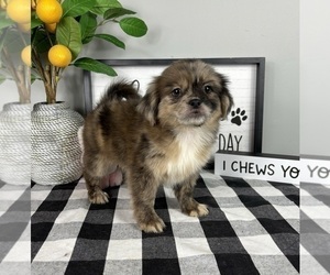 ShihPoo Puppy for sale in FRANKLIN, IN, USA