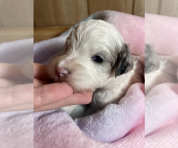Medium Photo #10 Cavapoo Puppy For Sale in LAFAYETTE, TN, USA