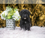 Small #1 Poodle (Standard)
