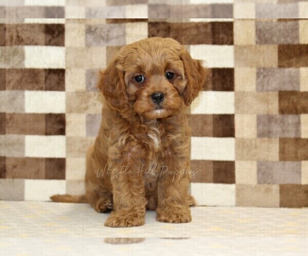 Medium Photo #3 Cavapoo (Miniature) Puppy For Sale in DENVER, PA, USA