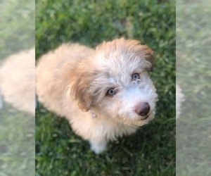 Aussiedoodle Miniature  Puppy for Sale in MODESTO, California USA
