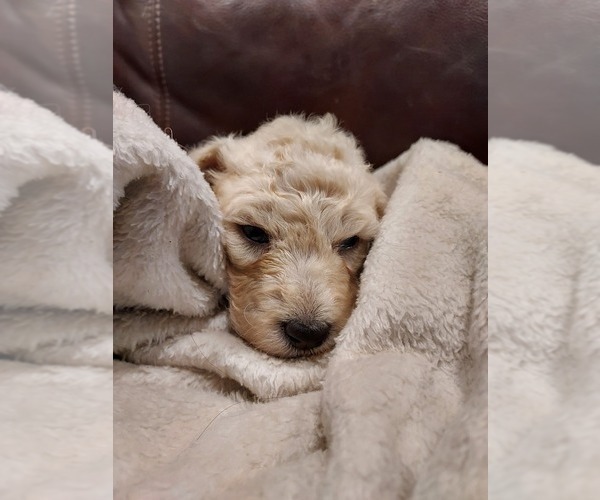Medium Photo #57 Bordoodle Puppy For Sale in COPPERAS COVE, TX, USA