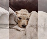 Small Photo #57 Bordoodle Puppy For Sale in COPPERAS COVE, TX, USA