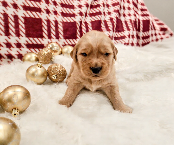 Medium Photo #4 Golden Retriever Puppy For Sale in ELMER, NJ, USA