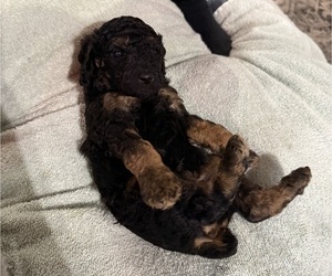 Poodle (Miniature) Puppy for Sale in CONCORD, Minnesota USA