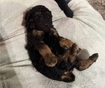 Rolly - Male Poodle (Miniature) Puppy for Sale - Small photo