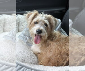 Shih Tzu-Unknown Mix Dogs for adoption in Valrico, FL, USA