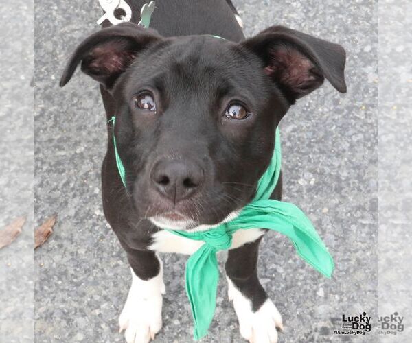 Medium Photo #7 Labrador Retriever-Unknown Mix Puppy For Sale in Washington, DC, USA