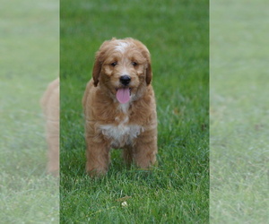 Goldendoodle (Miniature) Puppy for sale in MILLERSBURG, OH, USA