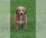 Small Goldendoodle (Miniature)