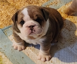 English Bulldog Puppy for Sale in EFFINGHAM, Illinois USA