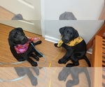 Image preview for Ad Listing. Nickname: AKC English Lab