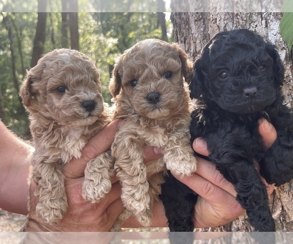 Medium Photo #1 ShihPoo Puppy For Sale in TAMPA, FL, USA