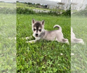 Alaskan Klee Kai Puppy for sale in WINCHESTER, OH, USA