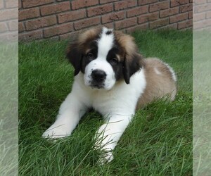 Saint Bernard Puppy for sale in FREDERICKSBG, OH, USA