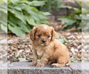 Cavalier King Charles Spaniel Puppy for sale in NARVON, PA, USA