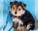 Small Photo #2 Morkie Puppy For Sale in CHARLOTTE HALL, MD, USA
