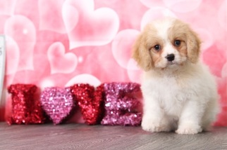 Cavachon Puppy for sale in BEL AIR, MD, USA