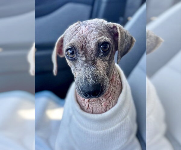 Medium Photo #1 Mutt Puppy For Sale in Newport Beach, CA, USA