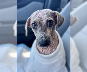 Mutt Dogs for adoption in Newport Beach, CA, USA