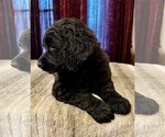 Small Photo #4 Labradoodle Puppy For Sale in Lake Elsinore, CA, USA