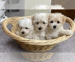 Small Photo #9 Coton de Tulear Puppy For Sale in CLEVELAND, TN, USA