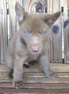Medium Photo #4 German Shepherd Dog Puppy For Sale in COLONY, OK, USA