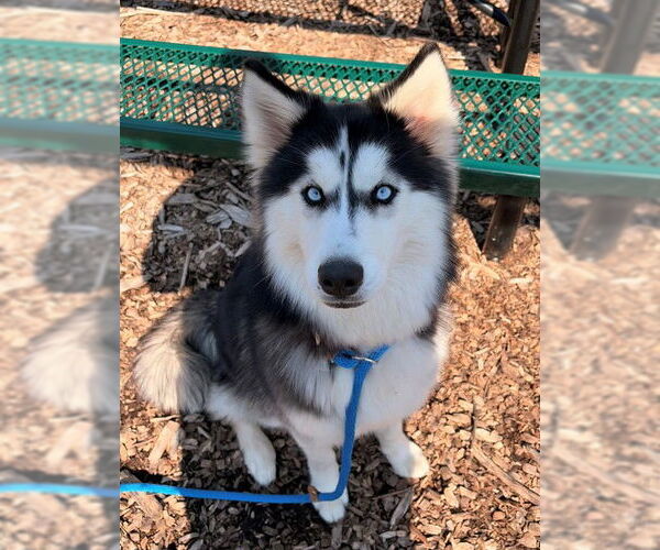 Medium Photo #1 Siberian Husky Puppy For Sale in Waterford, VA, USA