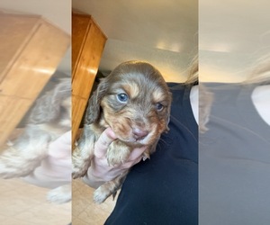 Dachshund Puppy for sale in RED BLUFF, CA, USA