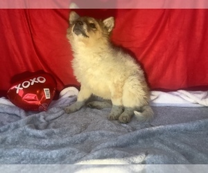 American Eskimo Dog-Australian Cattle Dog Mix Puppy for sale in HILLSBORO, WI, USA