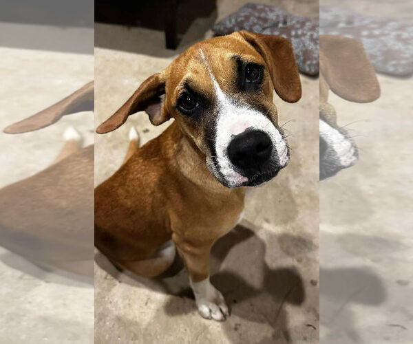 Medium Photo #1 Boxer-Unknown Mix Puppy For Sale in Burnsville, MN, USA