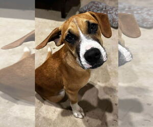 Boxer-Unknown Mix Dogs for adoption in Burnsville, MN, USA