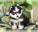 Small Photo #6 Pomsky-Siberian Husky Mix Puppy For Sale in WINDERMERE, FL, USA