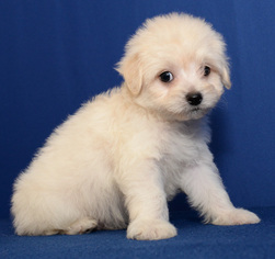 Maltipoo Puppy for sale in DONNA, TX, USA
