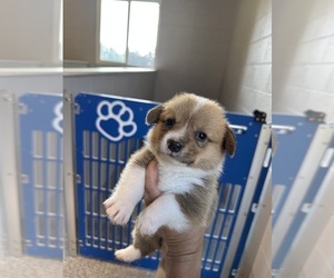 Medium Pembroke Welsh Corgi